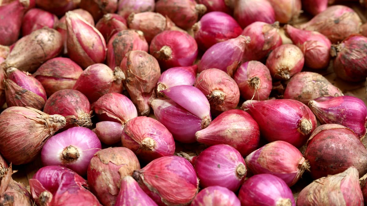 Budidaya Bawang Merah
